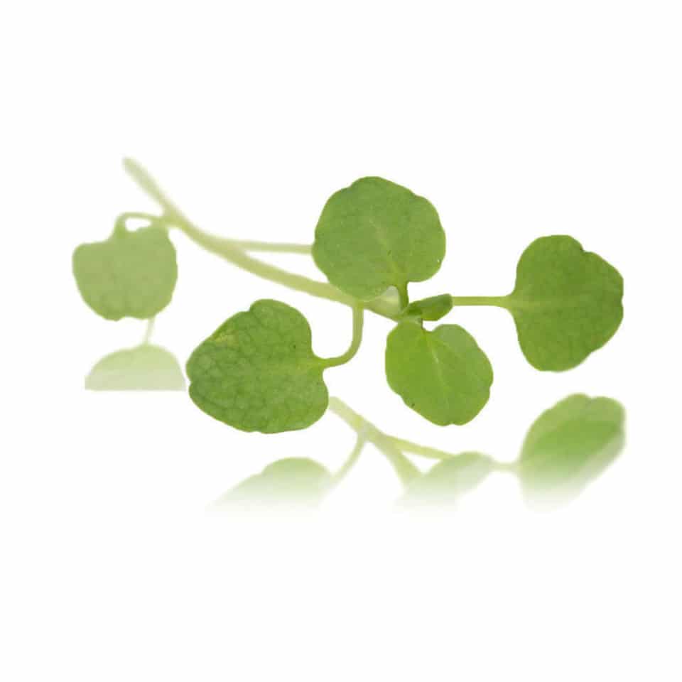 collins-nurtured-Micro Watercress